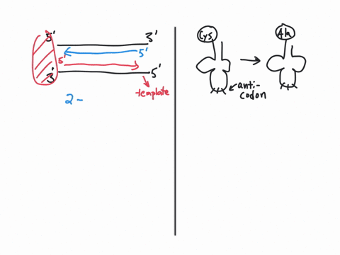 question-191point-if-transcription-could-proceed-in-both-directions-along-both-dna-strands-of-a-gene-how-many-different-polypeptides-could-be-coded-for-by-a-single-gene-01-02-04-o-none-quest-75712