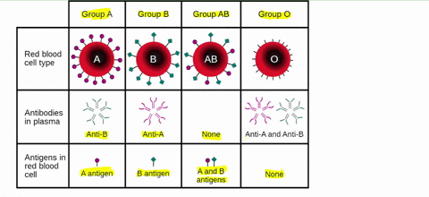the-diagram-models-the-four-different-types-of-red-blood-cells-in-humans-describe-what-is-represente-32483