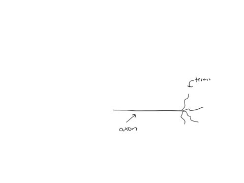 the-nucleus-in-a-neuron-is-located-in-the-group-of-answer-choices-axon-cell-body-axon-terminals-dendritic-region-axon-hillock