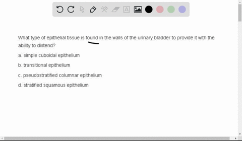 what-type-of-epithelial-tissue-is-found-in-the-walls-of-the-urinary-bladder-to-provide-it-with-the-a-14014