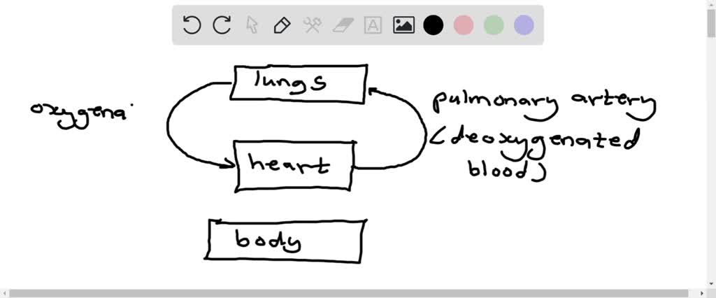 solved-04-the-heart-is-the-main-organ-of-the-circulatory-system-how