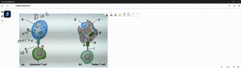 Interaction of t cells with antigen presenting cells b a...