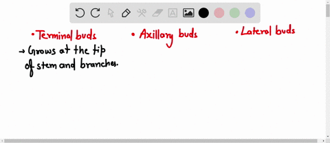 differentiate-between-terminal-bud-axillary-and-lateral-bud