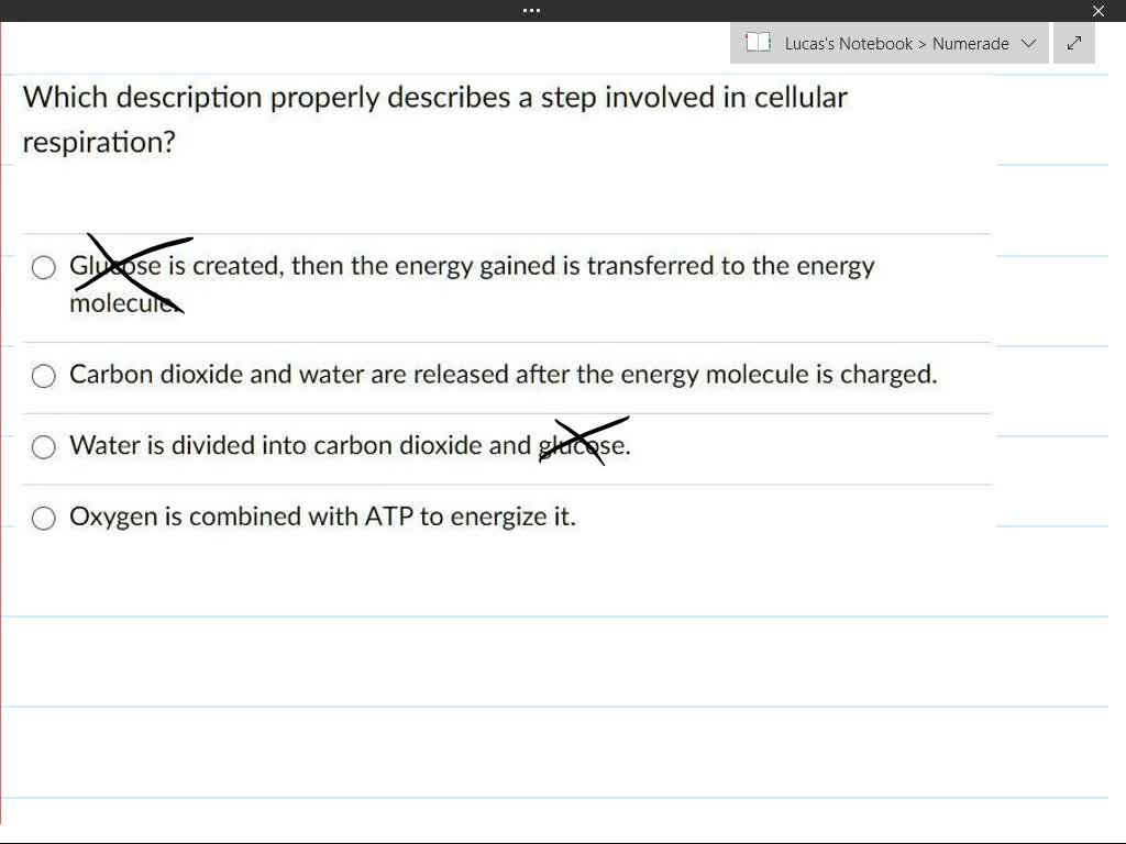 SOLVED Which description properly describes a step involved in cellular respiration? Glucose is