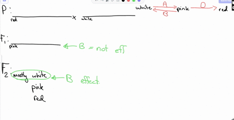 there-are-three-genes-controlling-flower-colour-in-a-plant-a-b-and-d-that-encode-enzymes-responsible-for-pigment-production-in-the-biochemical-pathway-diagramed-below-enzyme-a-converts-a-whi-76987
