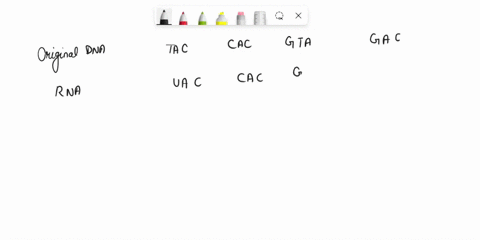 insertion-mutation-original-dna-original-rna-amino-acids-tac-cac-gta-gac-mutated-dna-mutated-rna-mutated-amino-acid-tac-ctg-acg-tag-ac-what-amino-acids-changed-in-the-protein-because-of-the-60498
