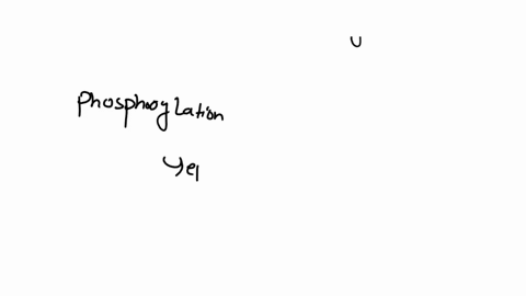 caffeine-inhibits-3-5-camp-phosphodiesterase-which-converts-camp-to-amp-which-of-the-following-effets-would-be-observed-if-cells-were-treated-with-caffeine-a-decreased-activity-of-protein-ki-92608
