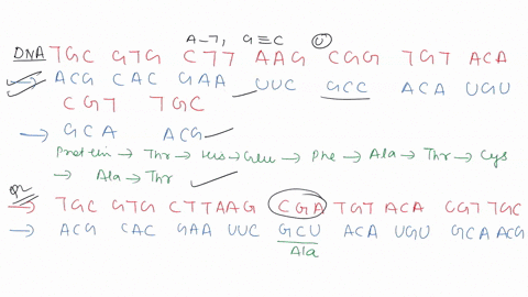 question-25-2-points-answer-the-questions-below-the-original-dna-sequence-is-dna-tgc-gtg-ctt-aag-cgg-tgt-aca-cgt-tgc-a-mrna-b-amino-acid-now-decode-the-following-mutated-sequences-tgc-gtg-ct-77223