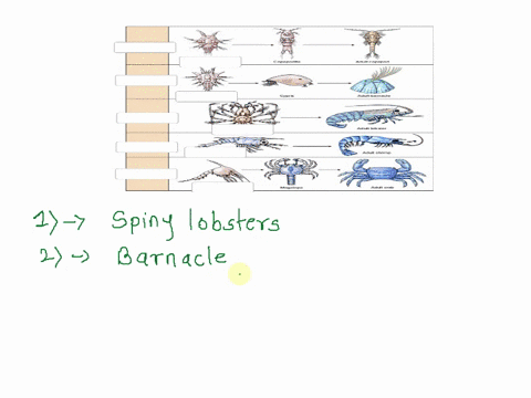 drag-the-label-to-the-box-to-complete-this-table-showing-groups-of-crustaceans-and-their-larvae-zoea-nauplius-crabs-capccocc-ault-copcpzd-zoea-barnacles-phyllosoma-cyee-lmnnn-mlsc-nauplius-a-32077