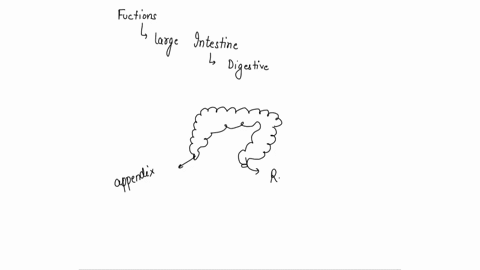 what-are-two-functions-of-large-intestine-07502