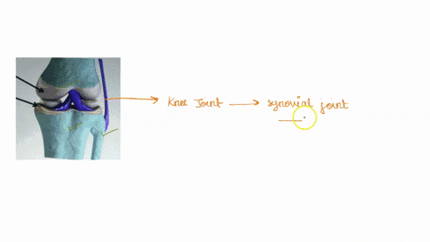 what-kind-of-joint-is-pictured-in-the-diagram-below-asap-question-2-what-kind-of-jointis-pictured-in-the-diagram-shown-a-semi-moveable-joint-allowing-back-and-forth-a-moveable_-movemer-joint-27328