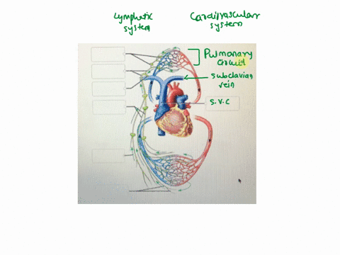 correctly-label-the-following-anatomical-features-of-fluid-exchange-between-lymphatic-and-circulatory-systems-pulmonary-circuit-lymphatic-capillaries-lymphatic-gyatem-cardiovascular-system-l-30833