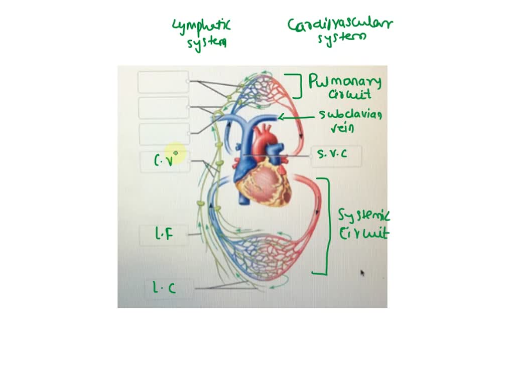 SOLVED: Correctly label the following anatomical features of fluid ...