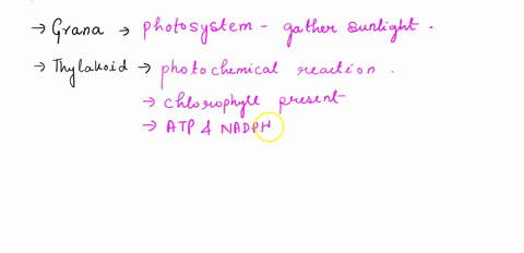 which-of-the-following-structures-is-not-involved-directly-in-photosynthesis-o-a-grana-b-thylakoid-c-stomata-d-stroma-e-chloroplasts-51176