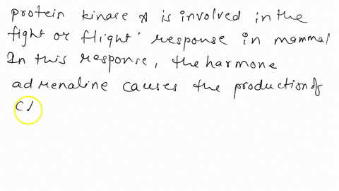 how-does-the-binding-of-camp-activate-the-kinase-28292