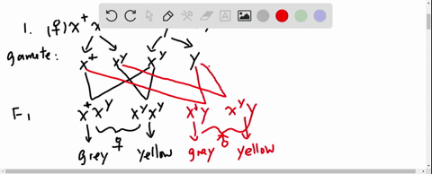1-in-drosophila-yellow-body-is-due-to-an-x-linked-gene-xy-that-is-recessive-to-the-gene-for-grey-body-x-a-heterozygous-gray-female-is-crossed-to-a-yellow-male-draw-out-this-cross-and-show-the-genotype