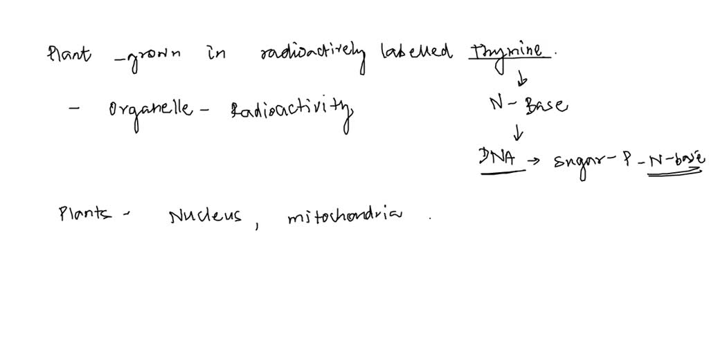 SOLVED: If plant cells are grown on media containing radioactively ...