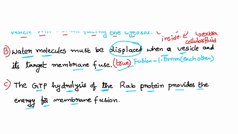 which-of-the-following-statements-about-vesicular-membrane-fusion-is-false-a-when-vesicle-fuses-with-target-membrane-the-cytosolic-portion-of-the-transmembrane-protein-inserted-into-the-vesi-85278