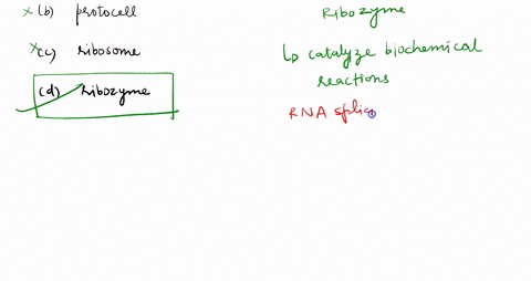 an-rna-that-functions-as-an-enzyme-is-a-______-a-protein-b-protocell-c-ribosome-d-ribozyme-57198