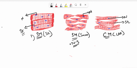 muscle-tissue-place-the-following-characteristics-and-images-into-the-correct-box-to-describe-and-show-the-three-muscle-tissue-types-some-choices-will-be-used-more-than-once-spin-dle-shaped_-07148