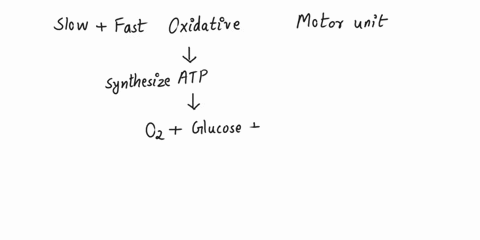 if-the-blood-flow-to-a-skeletal-muscle-were-markedly-decreased-which-types-of-motor-units-would-most-rapidly-undergo-a-severe-reduction-in-their-ability-to-produce-atp-for-muscle-contraction-95704