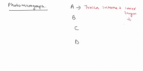 1-label-20-21-the-photomicrograph-of-the-of-the-inferior-vena-3-1-3-hints-provided-tunicerna-bundl-smooth-tunica-intima-uscie-media-tunica-extera-nerl-48625
