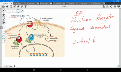 24-the-glucocorticoid-receptor-is-a-a-protein-that-binds-glucocorticoid-hormone-b-a-protein-that-binds-to-a-specific-sequence-of-dna-c-a-gtpase-d-ab-e-all-of-these-73476