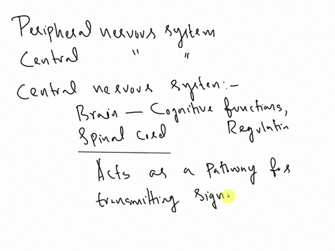 describe-the-components-of-the-peripheral-nervous-system-and-central-nervous-system-and-explain-how-they-work-together-in-your-body-61682