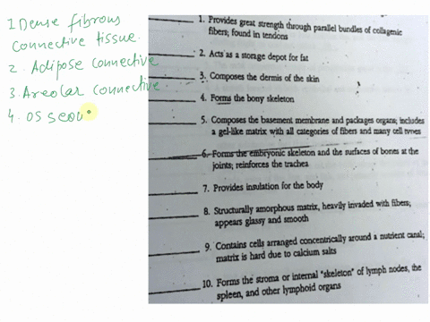 5using-key-choicesidentify-the-following-connective-tissue-typesinsen-the-appropriate-letter-or-corresponding-term-in-the-answer-blanks-key-choices-aadipose-connective-tissuecdense-fibrous-c-61882