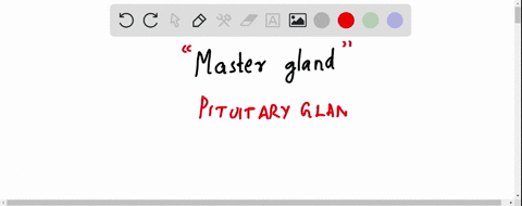 name-the-gland-known-as-the-master-gland-because-of-its-role-in-regulating-the-activity-of-many-othe-47587