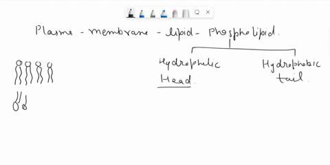 for-the-lipids-within-the-bilayer-that-comprise-the-plasma-membrane-o-the-hydrophilic-ends-face-outside-extracellularexoplasmic-face-and-inside-cytoplasmic-face-of-the-cellswith-hydrophobic-99002