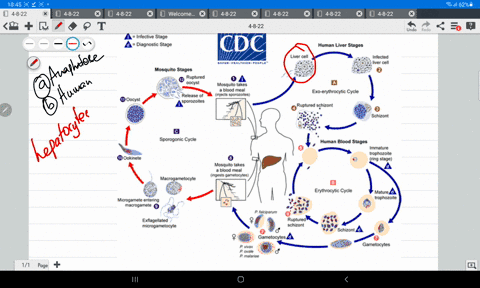 plasmodial-sporozoites-are-injected-into-hosts-and-immediately-infect-_________-which-are-subsequently-lysed-releasing-numerous-________-to-infect-red-blood-cells-select-one-a-hepatocytes-ta-92512