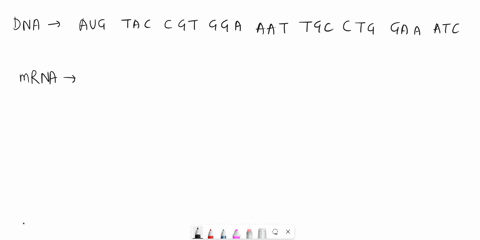 if-my-dna-strand-is-aug-tac-cgt-gga-aat-tgc-ctg-gaa-atc-what-will-the-mrna-strand-look-like-12748