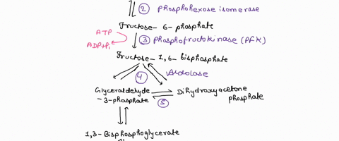 1-examine-the-series-of-steps-occurring-in-glycolysis-which-of-the-following-enzymes-would-be-the-least-subject-to-regulation-a-hexokinase-since-it-makes-glucose-to-get-trapped-inside-the-ce-32454