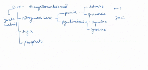 dna-nucleotide-is-composed-of-a-__________-a-dna-nucleotide-is-composed-of-a-__________-deoxyribose-sugar-which-is-attached-to-a-phosphate-group-which-is-bonded-to-a-nitrogenous-base-ribose-91728