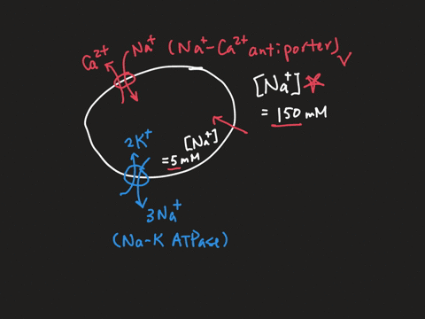 options-1-na-or-k-2-decrease-or-increase-3-increase-or-decrease-the-naca2-exchanger-is-a-bidirectional-antiporter-protein-expressed-in-cardiac-myocytes-that-removes-calcium-from-the-cytoplas-67586