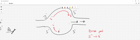 1-for-the-dna-sequence-3-g-c-c-t-a-t-5-in-one-dna-strand-the-sequence-found-in-the-complementary-dna-strand-must-be-a-5-c-g-g-a-t-a-3-b-5-c-g-g-a-u-a-3-c-3-g-c-c-t-a-t-5-d-5-g-c-c-t-a-t-3-2-25033