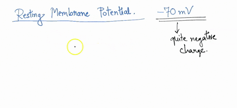 describe-the-basis-of-the-resting-membrane-potential-explain-the-stages-of-an-action-potential-and-how-action-potentials-are-propagated-explain-the-similarities-and-differences-between-chemi-01703
