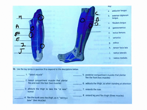 muscles-of-the-lower-limb-review-sheet-13-questions-9-10-9-using-the-terms-from-the-key-on-the-right-correctly-identify-all-the-muscles-provided-with-leader-lines-in-the-illustration-below-1-37107