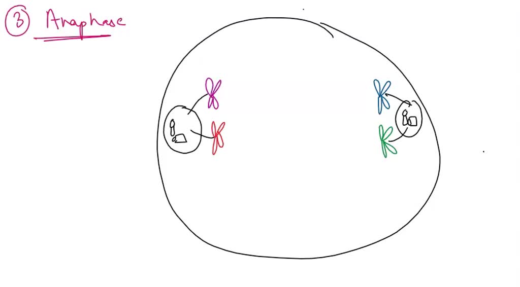 SOLVED Draw a complete set of chromosome meiosis in a diagrams diploid
