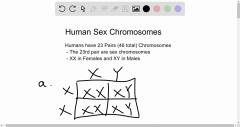 3-recall-that-each-human-body-cell-contains-23-pairs-of-chromosomes_-while-the-females-twenty-third-pair-are-a-true-pair-the-male-actually-has-two-chromosomes-that-differ-from-each-other-the-85687