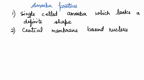 amoebozoans-tubulinids-amoeba-proteus-endoplasm-cell-membrane-ectoplasm-nuclcus-88316