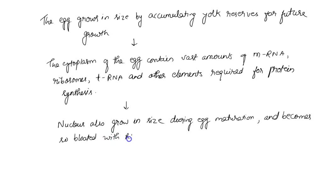 SOLVED: How is an egg (oocyte) prepared during oogenesis for ...