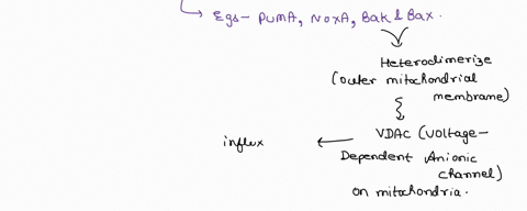 explain-in-detail-the-mechanism-of-the-intrinsic-pathway-of-apoptosis-or-the-mechanism-of-the-extrinsic-pathway-of-apoptosis-51005