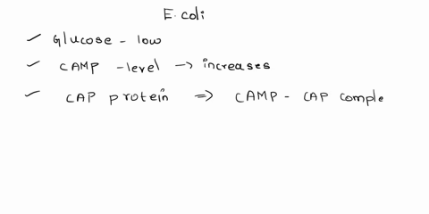 in-e-coli-what-happens-when-glucose-levels-fall-aanabolic-operons-are-downregulated-to-preserve-energy-and-allow-for-cell-growth-bcamp-binds-to-cap-which-will-then-promote-transcription-of-o-88812