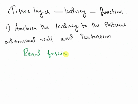 match-the-tissue-layer-surrounding-the-kidney-with-its-function-anchors-the-kidney-to-the-posterior-abdominal-wall-and-peritoneum-renal-fascia-maintains-the-shape-and-protects-it-from-trauma-31255
