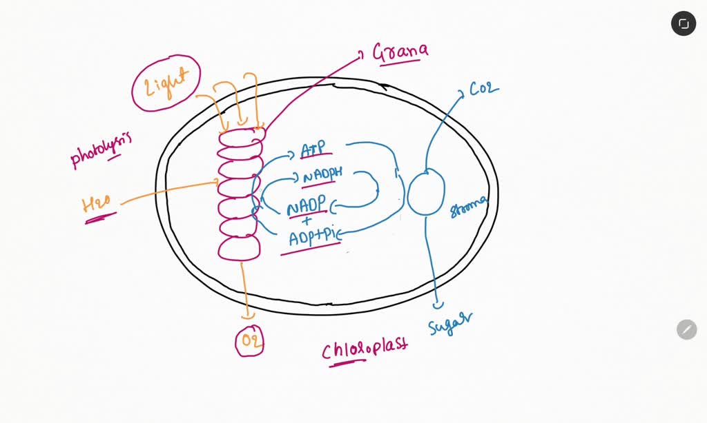 SOLVED Does transformation of energy takes place in plants ? Explain