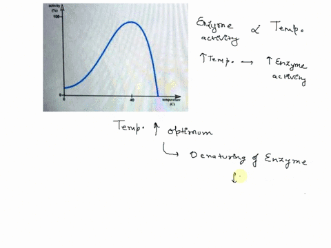 why-does-the-graph-slope-down-sharply-once-the-temperature-increases-over-40-degrees-the-structure-of-the-enzyme-changes-the-speed-of-the-enzyme-changes-the-reactants-do-not-have-enough-ener-38029