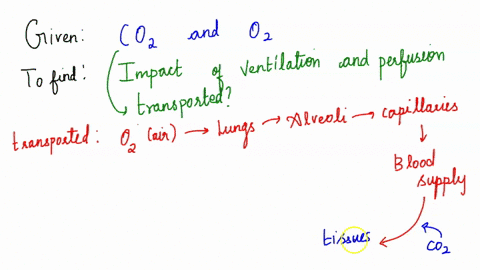 explain-the-impact-of-co2-and-o2-levels-of-ventilation-and-perfusion-bronchial-constriction-and-vasoconstriction-etcdescribe-how-co2-and-o2-are-transported-in-the-blood-28044