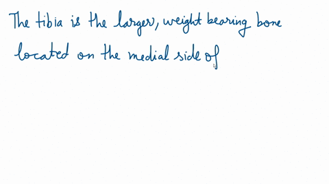 which-part-of-the-leg-does-the-tibia-form-lateral-leg-medial-leg-medial-thigh-lateral-thigh-10308